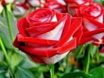 Beautiful Rose