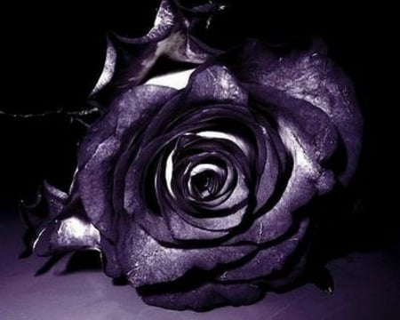 Dark Rose - flowers, dark, rose, bloom