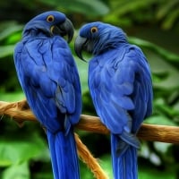 Hyacinth Macaws