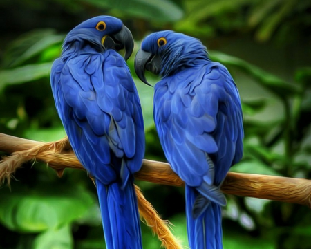 Hyacinth Macaws - animals, bird, macaws, blue