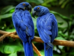 Hyacinth Macaws