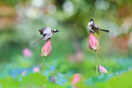 Birds and lotus buds - lotus, beautiful, scenery, flowers, lovely, pond, garden, birds