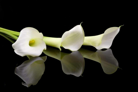 White calla - calla, flower, nature, White