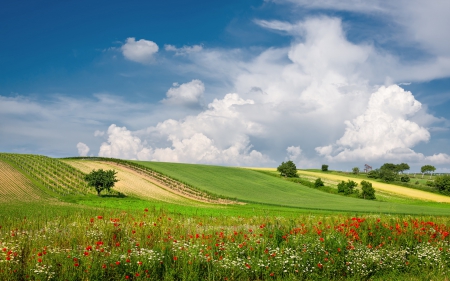 Lovely Flower Field - nature, fields, flowers, trees