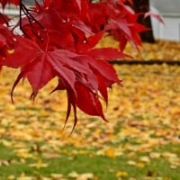 The Colors of Autumn