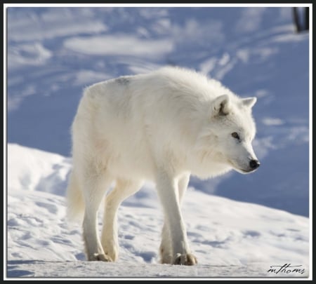 snow walker - canislupus, wallpaper, black, wolf, wolves, white, wisdom, timber, howling, saying