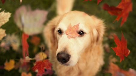 Raining with autumn leaves - red, animal, leaf, puppy, dog, autumn