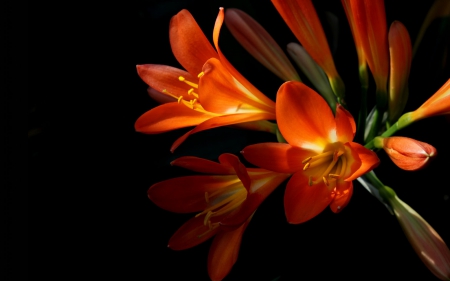 Lovely Orange Flowers - abstract, flowers, orange, photography