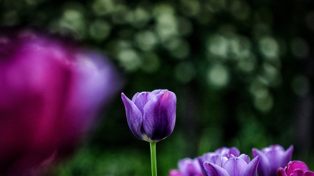 Purple tulip - tulip, flower, purple, amazing