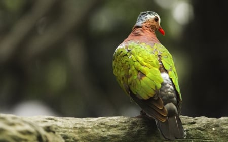 Dove - dove, red, colorful, green, bird