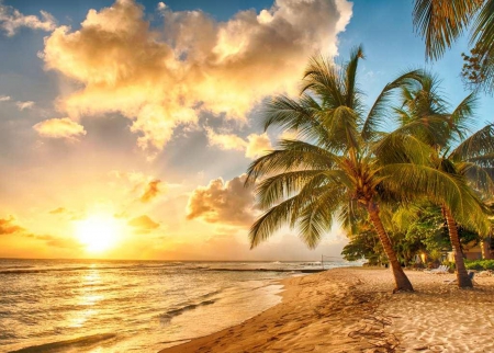 Beach at dusk - at dusk, beach, tree, summer, palm