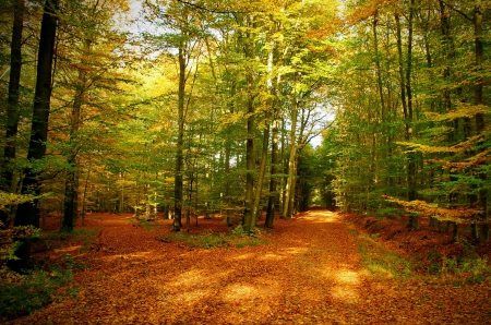 Autumn Forest - Autumn, trees, Fall, forest, paths, leaves