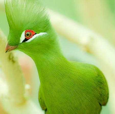 Green Bird - beautiful, amazing, bird, green