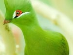 Green Bird