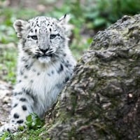 Snow leopard cub