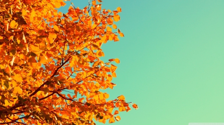 Autumn colours - autumn, sky, colorful, leaf, wallpaper, hd, nature, fall, colours, forest, seasons, leaves, tree