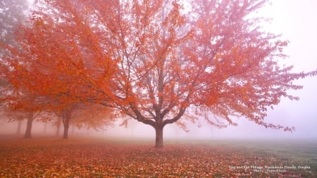 Misty Autumn - mists, trees, nature, autumn