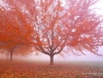 Misty Autumn