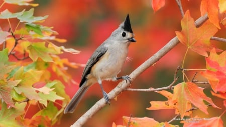 Bird in Autumn Tree - autumn, abstract, birds, photography