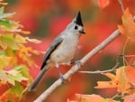 Bird in Autumn Tree