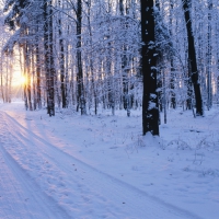 Winter Forest in Germany