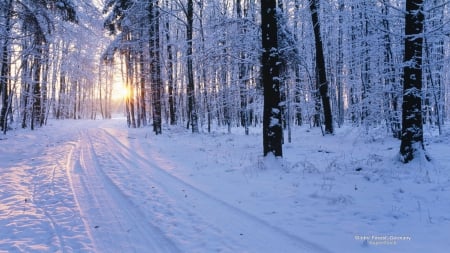 Winter Forest in Germany - nature, forests, snow, winter, germany