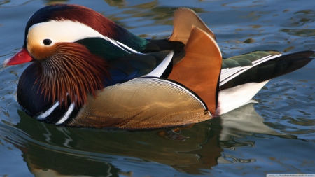 mandarin duck - water, bird, duck, mandarin