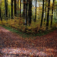 autumn paths