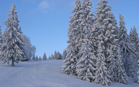 landscape - winter, tree, landscape, snow