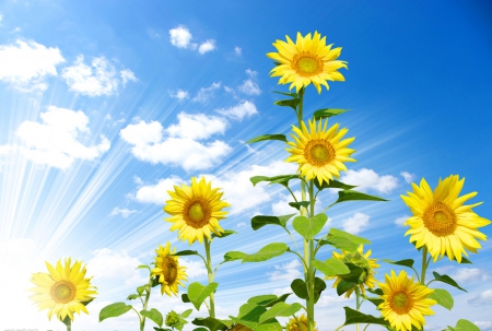 Beautiful sunflowers - sunflowers, nature, Beautiful, blue, wild