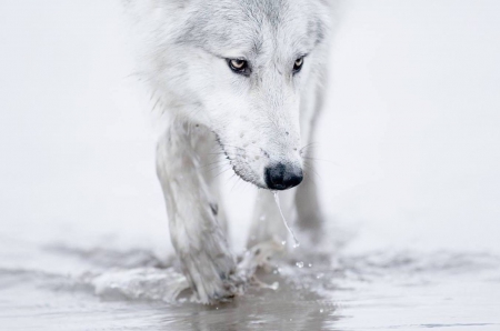 Pale - wildlife, animals, predators, wallpaper, wolf, hd, nature, wolves, wilderness, wild, wild animals