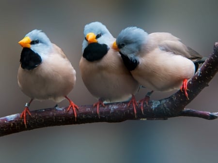 Cute Birds - birds, branch, small, cute, three