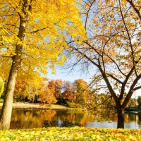 yellow leaves