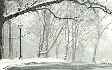 First Snow in the Park - snow, winter, nature, parks