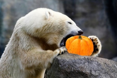 bear - rock, bear, pumpkin, gray