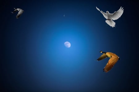 moon - moon, night, pigeon, ducks