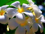 PLUMERIA