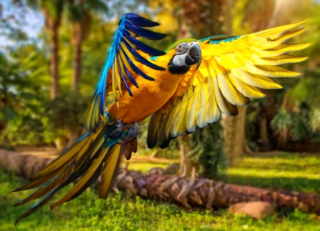 Exotic bird - wings, colorful, tropical, bird, exotic, beautiful, parrot, flight, lvoely