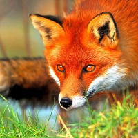 WILD REDHEAD FOX