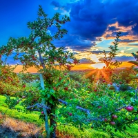 APPLE FIELD at SUNSET