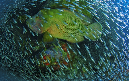 One Big Fish, Many Small Fish - Coral Reefs, Animals, Oceans, Sealife, Underwater, Fish