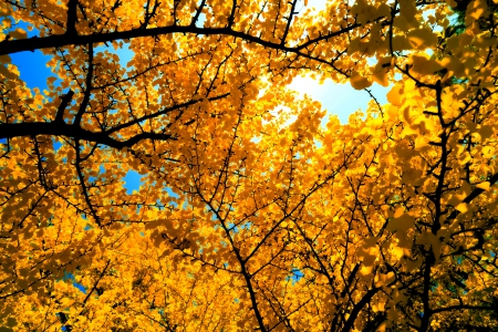 AUTUMN LEAVES - sky, autumn, ttees, forest