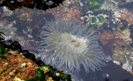 Sea Anemone in Tidepool - Coral Reefs, Nature, Oceans, Sealife, Underwwater