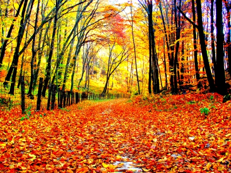 AUTUMN PATHWAY - trees, falls, splendor, landscape, leaves, branche, nature, autumn, seasons, enchanting nature, pathway