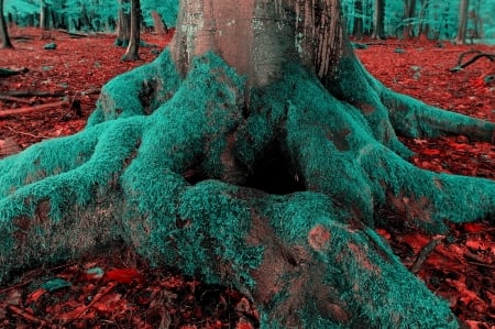 Tree roots - leaves, moss, forest, tree roots