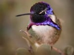 Small bird - hummingbird