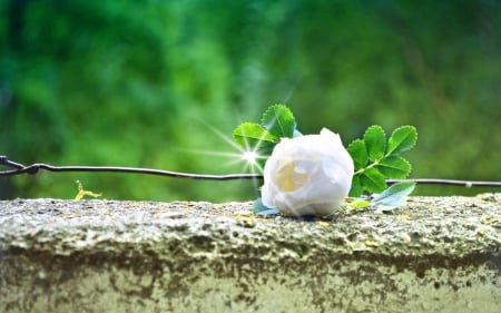 White rose - leaves, white, rose, flower