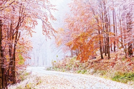 Winter in Autumn - fall, trees, snow, leaves, colors, road