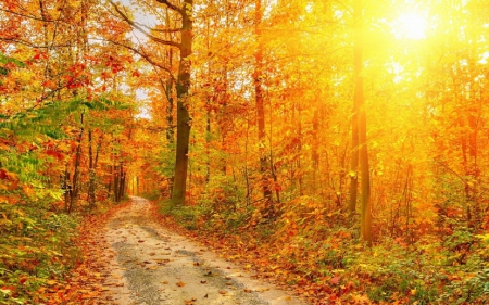 Beautiful autumn day - nature, forest, day, beautiful, fall leaves