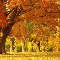 Yellow autumn scenery